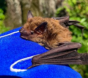 Bat Removal Services