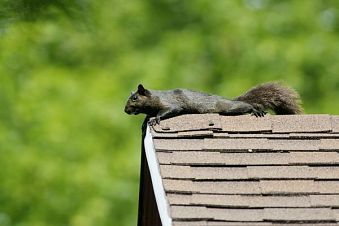 Dead Animal Removal from in the Attic?