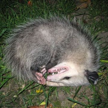 Dead Animal Removal