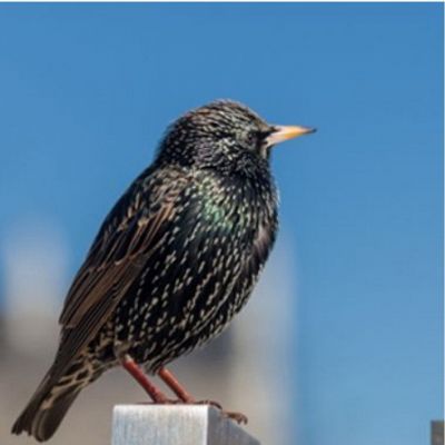 Bird Removal