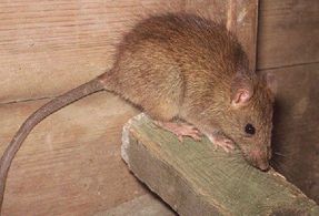 Rat Removal Service
