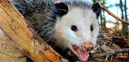 Opossum Removal