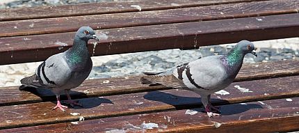 Problems and Damages Caused by Pigeons