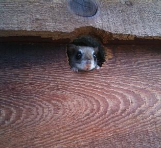 Problems and Damage caused by Flying Squirrel