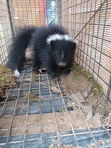 Skunk Removal