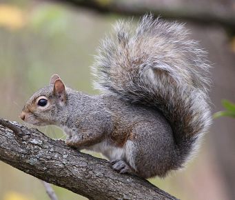 Squirrel Removal 