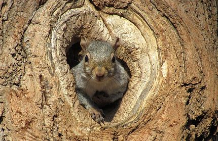Prevention and Exclusions of Squirrels