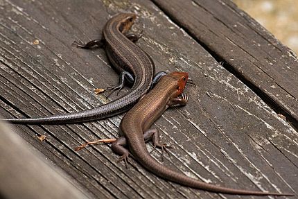 Prevention and Exclusions of Lizard