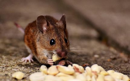 MIce Removal